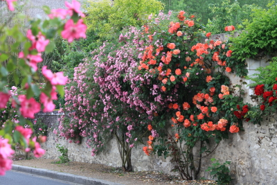 Jardins avril mai peut encore planter les rosiers  Claire